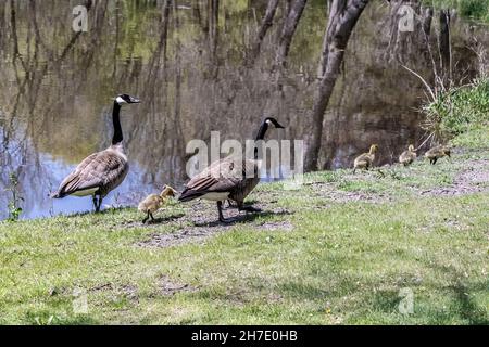 Oche canadesi che parentano i loro cuccioli sul bordo di Jerusalem Pond a St. Croix Falls, Wisconsin USA. Foto Stock