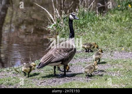 Madre oca con i suoi cuccioli sul bordo di Jerusalem Pond a St. Croix Falls, Wisconsin USA. Foto Stock