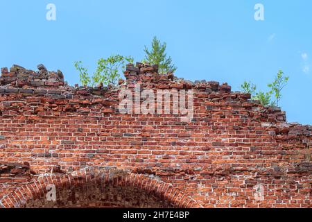 Frammento del vecchio muro di Kirkha della parrocchia di Yakkim fatto di mattoni rossi con un albero che cresce in cima alla città di Lahdenpohja in Karelia. Foto Stock