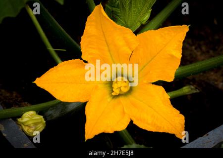 Un fiore di zucchine in un cerotto di verdure Foto Stock