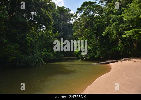 Un 'Igarapé' (piccolo fiume) che proviene da un'area della foresta pluviale amazzonica. Barcarena, Stato di Pará, Brasile. Foto Stock