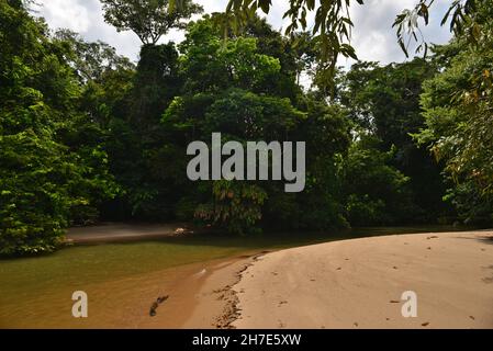 Un 'Igarapé' (piccolo fiume) che proviene da un'area della foresta pluviale amazzonica. Barcarena, Stato di Pará, Brasile. Foto Stock