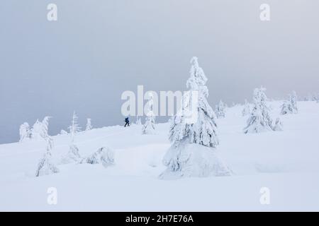 Gli snowboarder e gli sciatori attraversano la foresta selvaggia in una bella giornata invernale fredda. Paesaggio di alte montagne con neve e albero. Sfondo backgrou Foto Stock