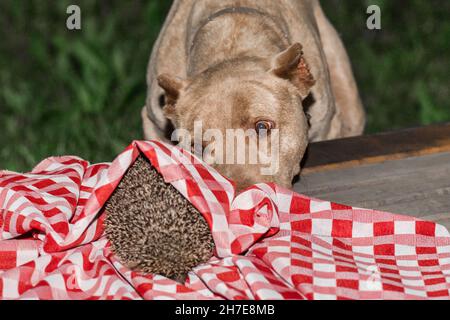 Pit Bull Terrier Dog Sniffs uno Spiny Wildlife Hedgehog in tovaglia Red Plaid. Foto Stock