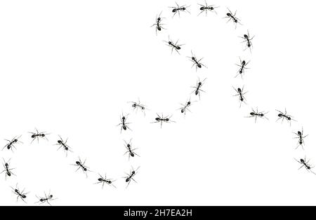 Una colonia di formiche lavoratore.Black che spianano la strada al loro obiettivo. Illustrazione Vettoriale