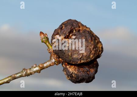 Vecchia tuta di Biothiza pallida, una vespa di gall, su un ramoscello con un germoglio di foglie di una quercia Foto Stock