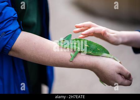 Primo piano di un Chameleon sulla mano di un uomo Foto Stock