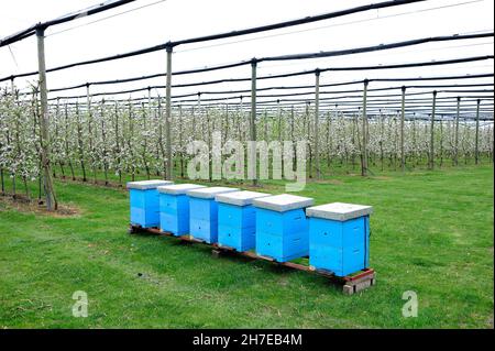 Alveari in un moderno frutteto di mele fiorito con reti anti-grandine Foto Stock