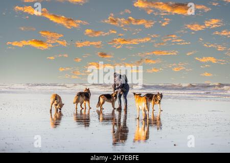 Donna con cinque pastori tedeschi sulla spiaggia nella calda luce del sole che sorge su uno sfondo di nuvole arancioni sparse e surf del mare Foto Stock