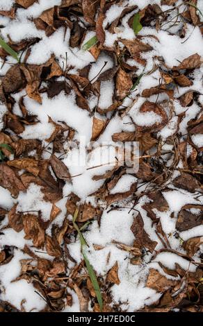 texture nella forma della prima neve che giace sul fogliame. Foto di alta qualità Foto Stock