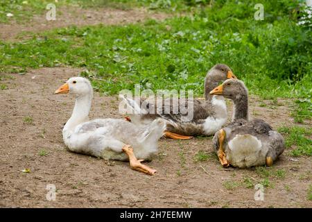 Pollame che tiene. Giovani imbragature in una fattoria di pollame. Foto Stock