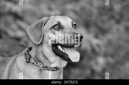 Un Happy Dog è all'aperto e si entusiasma con la sua lingua in un'immagine in bianco e nero Foto Stock