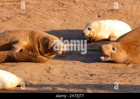 Le foche grigie combattono sul territorio della colonia di foche grigie di Donna Nook nel Lincolnshire, Regno Unito Foto Stock
