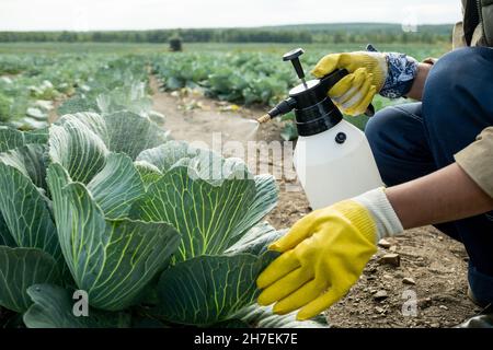 Primo piano di un coltivatore irriconoscibile in guanti di gomma spruzzando foglie di cavolo per proteggerlo dai parassiti Foto Stock