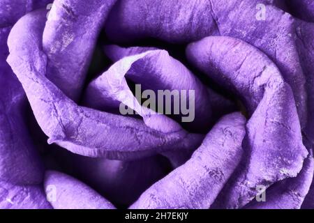 viola eustoma fiori primo piano macro shot Foto Stock