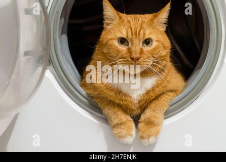 Bellissimo gatto rosso domestico. Gatto rosso in lavatrice. Il gatto è pulito sano curato. Foto Stock