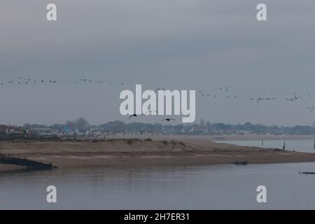 Migrazione delle oche Brent visto volare sopra la Riserva Naturale del Porto di Pagham, con Bognor Regis sullo sfondo. Foto Stock