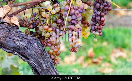 Vendemmia tardiva uve Vidal per vino ghiacciato Niagara Falls Ontario Canada Foto Stock