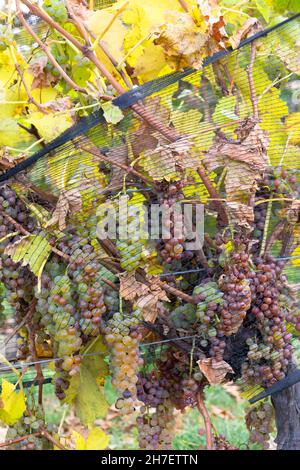 Vendemmia tardiva uve Vidal con pezza per vino ghiacciato. Cascate del Niagara, Ontario, Canada Foto Stock