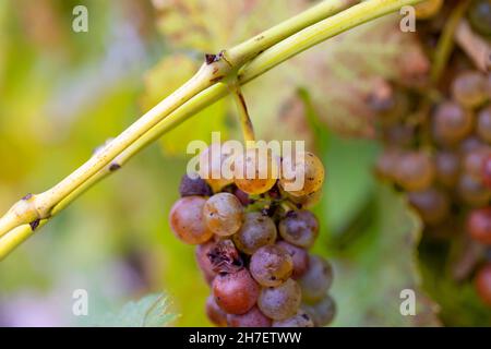 Vendemmia tardiva uve Vidal per vino ghiacciato Niagara Falls Ontario Canada Foto Stock