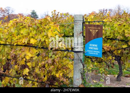 Vendemmia tardiva uve Vidal con pezza per vino ghiacciato. Cascate del Niagara, Ontario, Canada Foto Stock