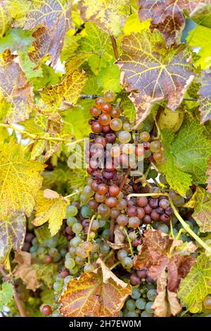 Vendemmia tardiva uve Vidal per vino ghiacciato Niagara Falls Ontario Canada Foto Stock