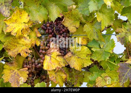 Vendemmia tardiva uve Vidal per vino ghiacciato Niagara Falls Ontario Canada Foto Stock