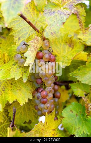 Vendemmia tardiva uve Vidal per vino ghiacciato Niagara Falls Ontario Canada Foto Stock