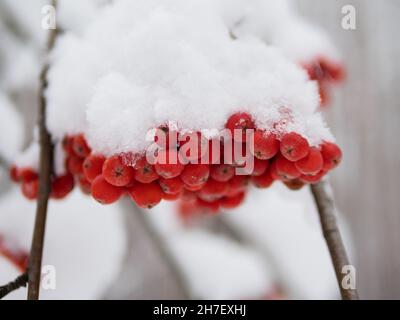 Bacche d'inverno sotto la neve da vicino. Gruppi di bacche rosse brillanti, cenere di montagna. Ribes rosso sotto neve, sfondo, cenere di montagna, biancospino. Foto Stock