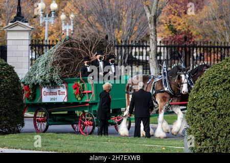 Washington, Stati Uniti. 22 novembre 2021. L'albero di Natale ufficiale della Casa Bianca è portato sul terreno del palazzo esecutivo su un carro trainato da cavalli alla Casa Bianca il 22 novembre 2021 a Washington, DC. (Foto di Oliver Contreras/SIPA USA) Credit: Sipa USA/Alamy Live News Foto Stock