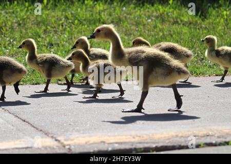 Un gruppo di passeggiando lungo il marciapiede delle oche canadesi Foto Stock