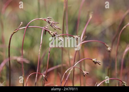 Tremble Top steli di piante in Breeze delicato (Kohautia amatymbica) Foto Stock