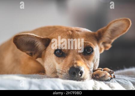 Primo piano di cane dolce di razza mista in un ambiente accogliente casa guardando la macchina fotografica e sdraiati sul letto con la messa a fuoco su occhi teneri. Profondità di campo poco profonda Foto Stock