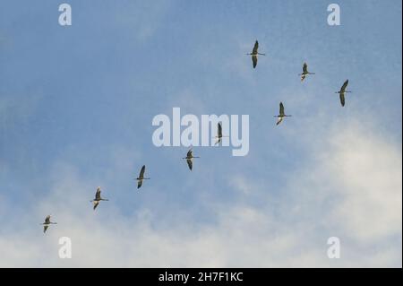 Piccolo gregge di gru sulla migrazione di uccelli tra allevamento e wintering terreni a nord e sud contro un cielo blu con nuvole, spazio copia Foto Stock