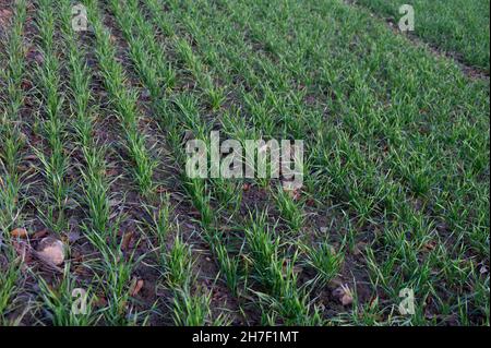 Germoglio verde di grano invernale in file su un campo agricolo a fine autunno, spazio copia, fuoco selezionato, profondità di campo stretta Foto Stock