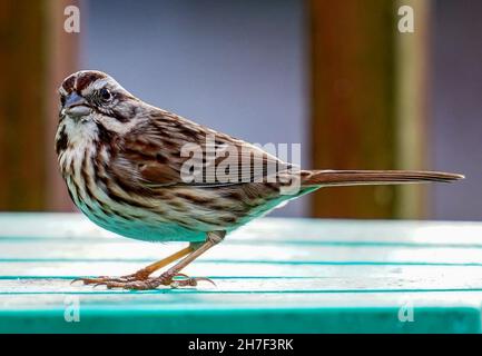 Piccolo Sparrow a righe su un tavolo da picnic Foto Stock