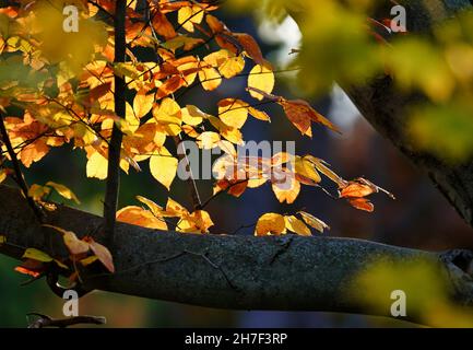 Autumn colors in the garden Foto Stock