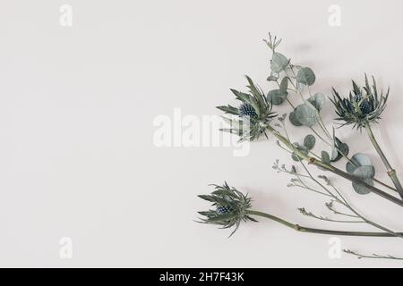 Foglie di eucalipto verde, rami. Limonio blu e cardo Eryngium, piante di agrifoglio di mare isolate su sfondo bianco tavola. Floreale decorativo Foto Stock