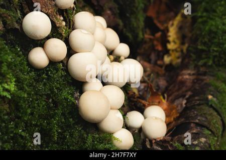 Gruppo di funghi licoperdon commestibili noti come palla di palla cresce su un ceppo di albero nella foresta Foto Stock