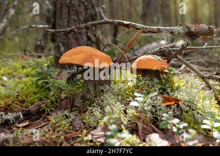 Due bei funghi porcini di testa d'arancia commestibili nella foresta Foto Stock