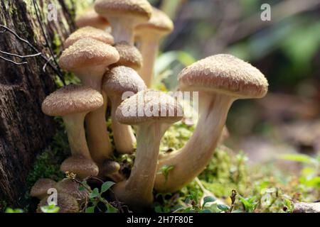 Famiglia di agarici miele su un moncone di muschio nella foresta d'autunno Foto Stock