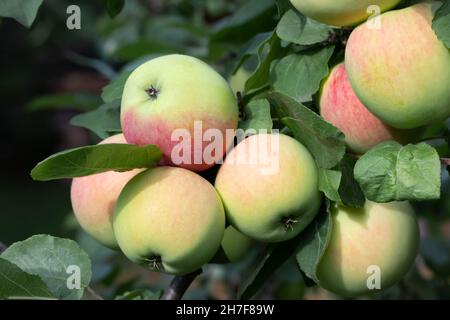 Diverse mele verdi-rosse mature su un ramo di melo. Foto Stock