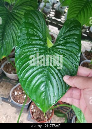 Una lamina ovale lucida di Philodendron Furcatum Foto Stock