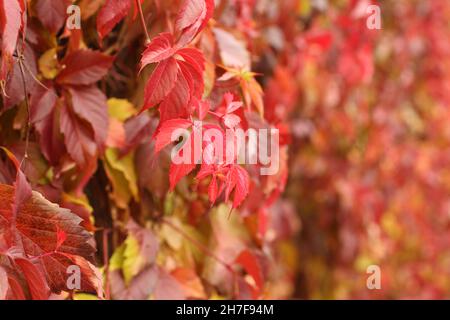 Autunno - foglie rosse, gialle, arancioni, verdi su Virginia superriduttore. Primo piano. Foto Stock