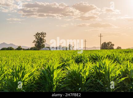 File di piante di mais verde su una fattoria in Arizona al tramonto Foto Stock