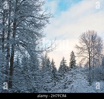 Nuvole vicino al tramonto in una foresta mista con cottonwoods, abete rosso, e hemlock nel sud-est dell'Alaska in inverno con neve. Foto Stock