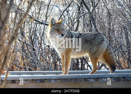 Una coyote selvaggia 'Canis latrans', camminando sul lungomare dei castori in Hinton Alberta Foto Stock