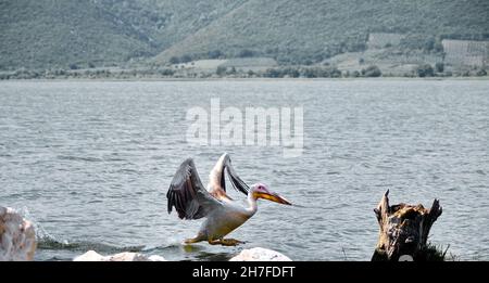 Enorme pellicano o cicogna scattato foto in golyazi (lago uluabat) a Bursa poco prima del suo atterraggio sul pezzo di un corpo di albero rimasto dietro le rocce Foto Stock