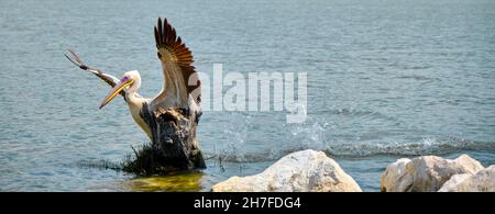 Enorme pellicano o cicogna scattato foto in golyazi (lago uluabat) a Bursa poco prima del suo atterraggio sul pezzo di un corpo di albero rimasto dietro le rocce Foto Stock