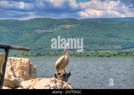 Enorme pellicano o cicogna scattato foto in golyazi (lago uluabat) a Bursa poco prima del suo atterraggio sul pezzo di un corpo di albero rimasto dietro le rocce Foto Stock